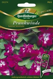 Quedlinburger Prunkwinde Sunrise Serenade - Blumensamen