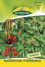 Quedlinburger Rotblühende Punkbohnen - Gemüsesamen