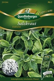 Quedlinburger Salzkraut Eisblume - Kräutersamen