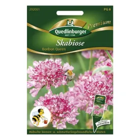 Quedlinburger Skabiose Bonbon Queen - Blumensamen