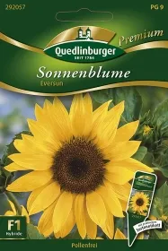 Quedlinburger Sonnenblume Eversun - Blumensamen