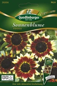 Quedlinburger Sonnenblume Florenza - Blumensamen