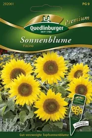 Quedlinburger Sonnenblume Topfsorte Pacino - Blumensamen