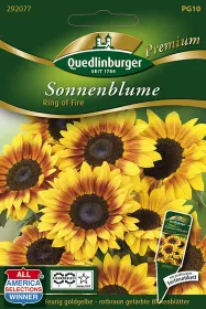 Quedlinburger Sonnenblume Ring of Fire - Blumensamen
