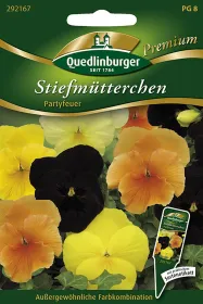 Quedlinburger Stiefmütterchen Partyfeuer - Blumensamen