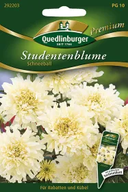 Quedlinburger Studentenblume Schneeball - Blumensamen