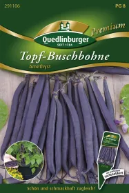 Quedlinburger Topf-Buschbohne Amethyst - Gemüsesamen
