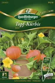 Quedlinburger Topf-Kürbis Zora - Gemüsesamen