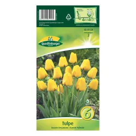 Quedlinburger Tulpe Golden Apeldoorn, Darwin-Hybride, goldgelb, Blumenzwiebeln Quedlinburger Tulpe Golden Apeldoorn, Darwin-Hybride, goldgelb, Blumenzwiebeln