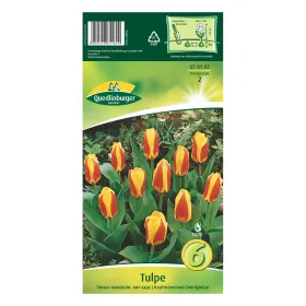 Quedlinburger Tulpe Stresa Frühblüher rot-gelb, Kaufmanniana-Zwergtulpe, 6 Zwiebeln Quedlinburger Tulpe Stresa Frühblüher rot-gelb, Kaufmanniana-Zwergtulpe, 6 Zwiebeln