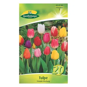 Quedlinburger Tulpe Triumph Mischung, mehrfarbig, 20 Zwiebeln Quedlinburger Tulpe Triumph Mischung, mehrfarbig, 20 Zwiebeln