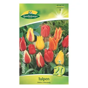 Quedlinburger Tulpen Greigii Mischung, Großpackung, 20 Zwiebeln Quedlinburger Tulpen Greigii Mischung, Großpackung, 20 Zwiebeln