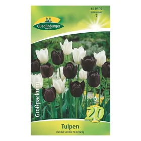 Quedlinburger Tulpen Mischung dunkel/weiß, 20 Stück, Zwiebelgröße 10/11 Quedlinburger Tulpen Mischung dunkel/weiß, 20 Stück, Zwiebelgröße 10/11