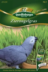 Quedlinburger Ziervogelgras - Futtersamen