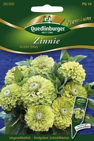Quedlinburger Zinnie Green Envy - Blumensamen