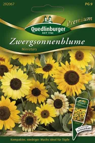 Quedlinburger Zwergsonnenblume Ministars - Blumensamen