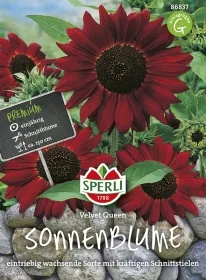 Sperli Sonnenblumen Velvet Queen - Blumensamen Sperli Sonnenblumen Velvet Queen - Blumensamen