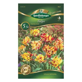 Tulpe Flaming Parrot mehrfarbig PREMIUM Tulpe Flaming Parrot mehrfarbig PREMIUM