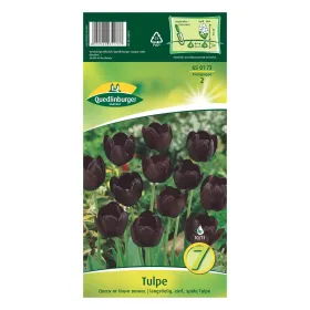 Tulpe Queen of Night dunkel KP Tulpe Queen of Night dunkel KP